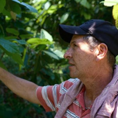 Colombianos agricultores trocam café por cacau devido ao calor e aos preços