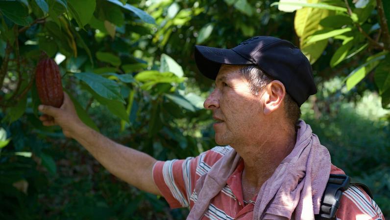Eliberto Arroyave Cano, an agronomist at FEDECACAO, part of the extension team shows one of the Cacao fruit grown on the FEDECACAO farm.
