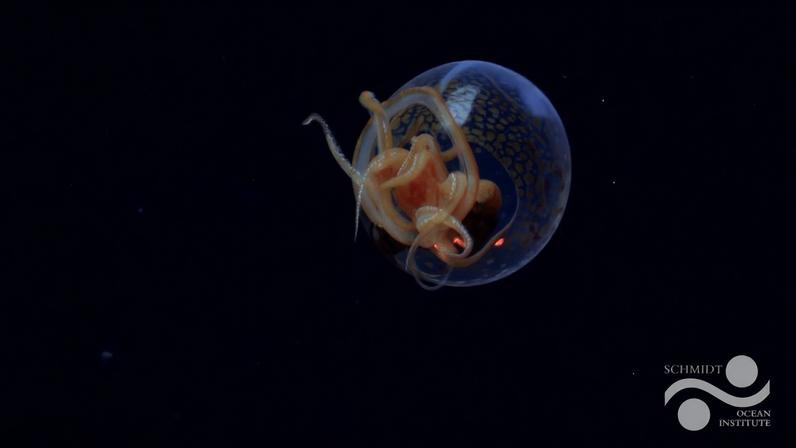 Banner image of a baby colossal squid, courtesy of the Schmidt Ocean Institute.
