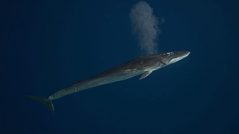 Banner image of a fin whale by Aqqa Rosing-Asvid via Wikimedia Commons (CC BY 2.0).