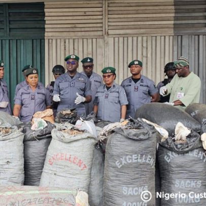 Autoridades da Nigéria apreendem quase 4 t de escamas de pangolim e prendem cinco suspeitos