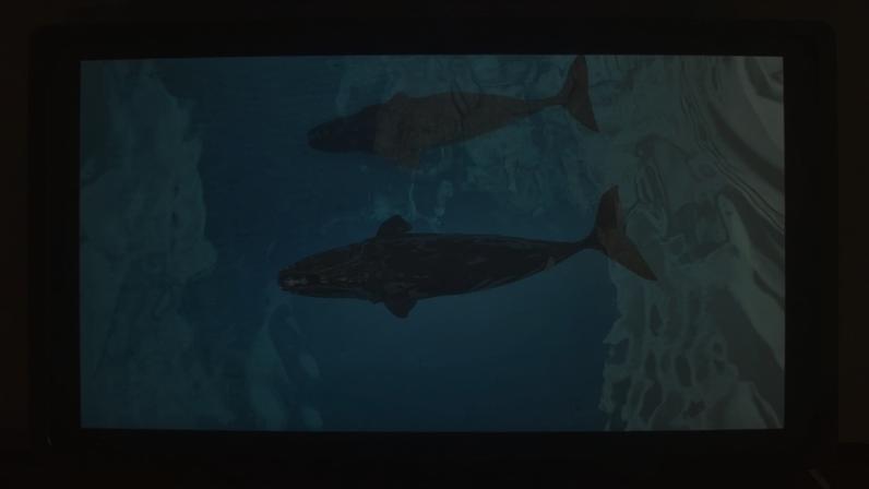 Two North Atlantic right whales photographed in the Bahamas. Image courtesy of Jero Prieto/Pelagic Life.