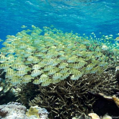 Trump amplia área marinha protegida para pesca comercial