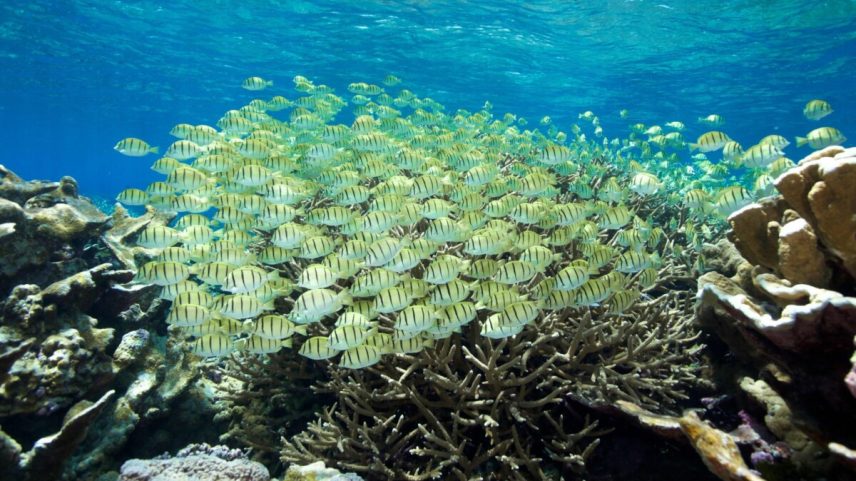 fish in the Palmyra Atoll, courtesy of Bryce Groark.