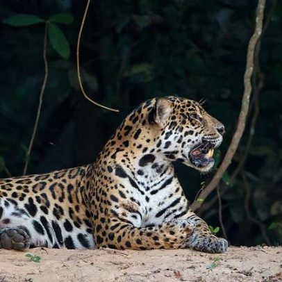 Rewilding de jaguar no Brasil expõe obstáculos à conservação