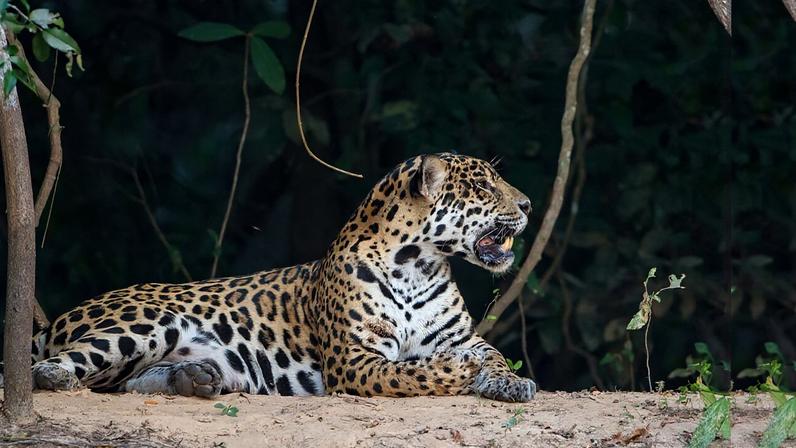 In the space of six months, Xamã the jaguar had crisscrossed more than 14,000 hectares of the Amazon Rainforest, or about 35,000 acres — an area a tenth the size of Rio de Janeiro. During that time, he avoided open areas and farms. Xamã may look like any of the thousands of other jaguars (Panthera […]