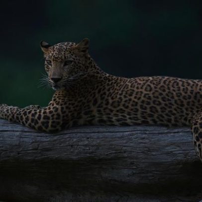 Kumana, parque histórico no leste do Sri Lanka, vira reduto de leopardos