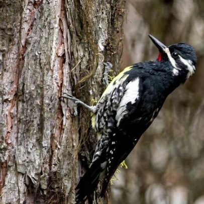 Aves da América do Norte despencam em áreas onde são mais abundantes