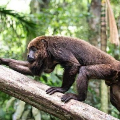 Brasil restaura floresta urbana com bugios-pardos vacinados