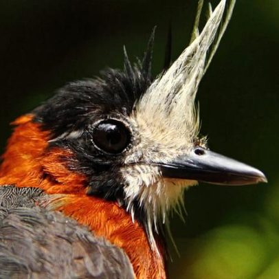 Mudanças climáticas afetam aves mesmo em florestas amazônicas intactas