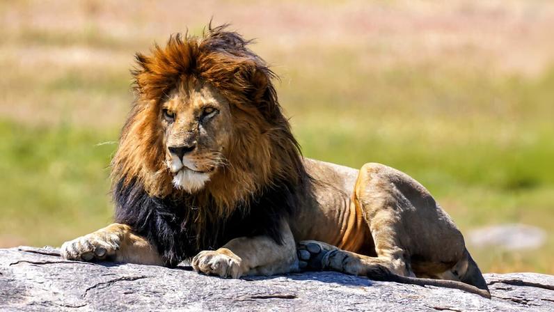 A male African lion in Serengeti National Park. African lions are the only big cat species whose commercial international trade is permitted.