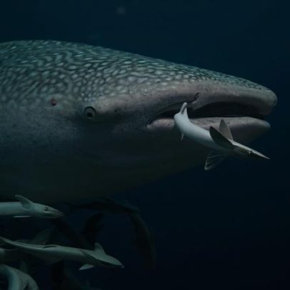 Conversas sobre atum trazem avanços para tubarões do Oceano Índico, dizem especialistas