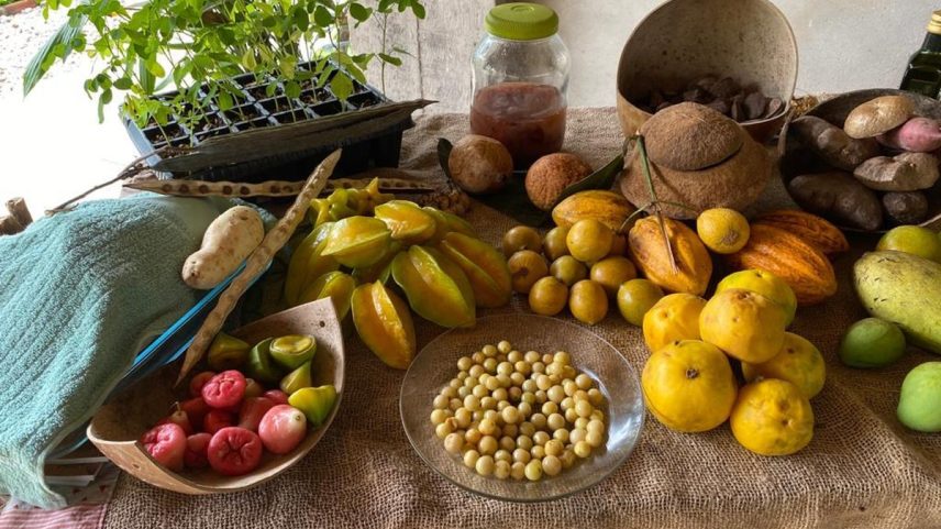 Cacau, carambola, coco, cogumelo, temperos: sobre a mesa uma pequena mostra de produtos fornecidos pela agricultura familiar na região — Foto: Divulgação