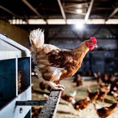 Dezessete países liberam importações de carne de frango do Brasil após embargo