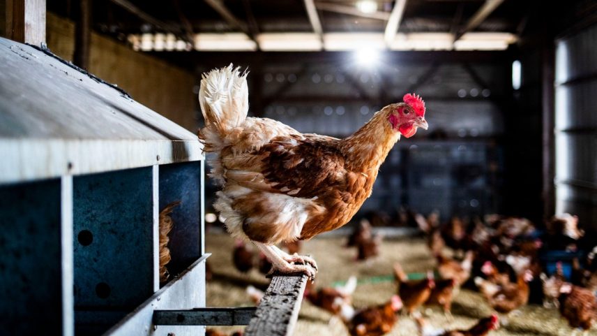Brasil se autodeclarou livre da gripe aviária (Foto: Emily Elconin / Bloomberg)
