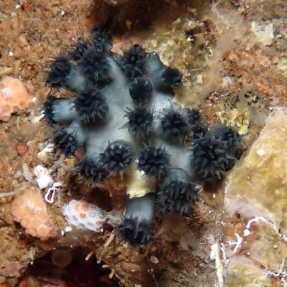 Coral das Galápagos reaparece após 25 anos de desaparecimento nas ilhas
