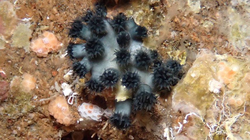 Coral da espécie Rhizopsammia wellingtoni, redescoberto por cientistas em Galápagos, no Equador (Foto: Billy Bensted-Smith/CDF)