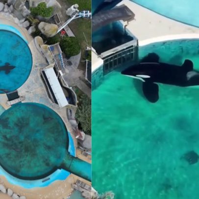 Orca solitária vive em tanque na Argentina há 32 anos e clama por liberdade