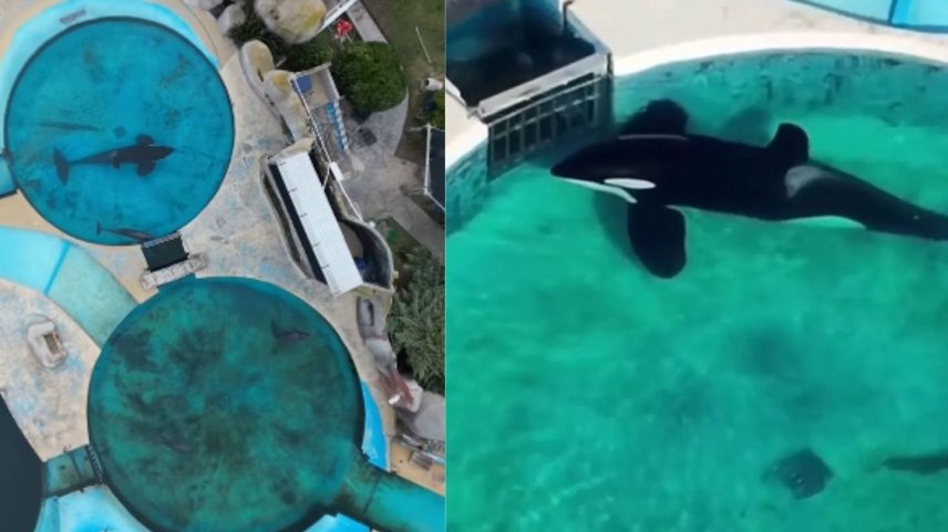 Kshamenk, a orca que vive isolada em parque argentino desde 1992 (Foto: Divulgação/SWNS e Urgente Seas)