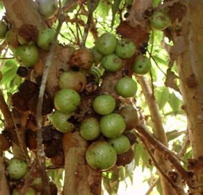 Fruta rara do Brasil surpreende por sua pouca conhecida e valor único no mundo