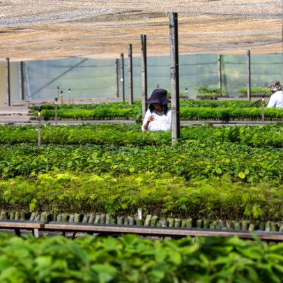 Restauração florestal se destaca como estratégia eficaz para reduzir CO2