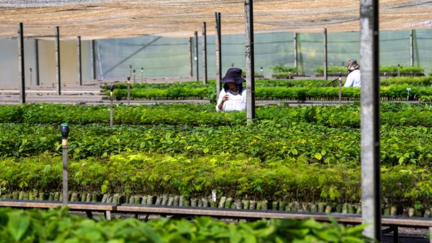Viveiro de Anauá em Teixeira de Freitas (BA) da Biomas (Foto: Divulgação/Biomas)