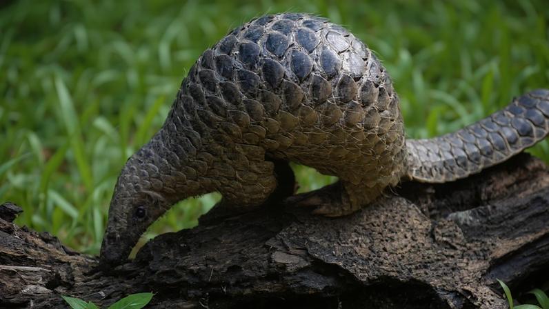 Pangolim-de-sunda come cupins no zoológico de Singapura