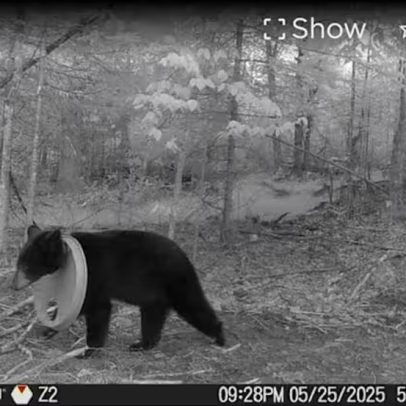 Urso é resgatado após dois anos com tampa de plástico presa ao pescoço