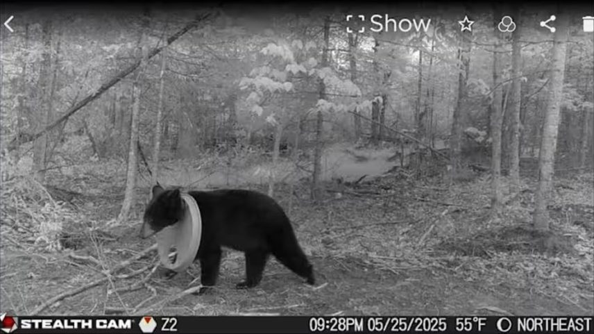 Urso é libertado após passar dois anos com tampa de plástico presa no pescoço (Foto: Reprodução)