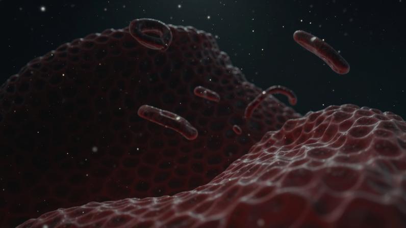 Human red blood cells.