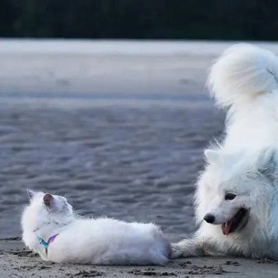 Limites da medicina veterinária tradicional impulsionam avanço das terapias celulares para animais de estimação