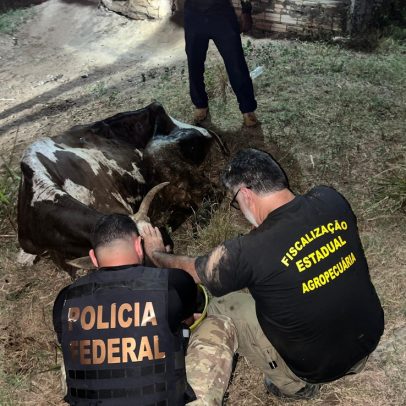 Marcas de luxo utilizam couro ilegal da Amazônia, revela pesquisa recente