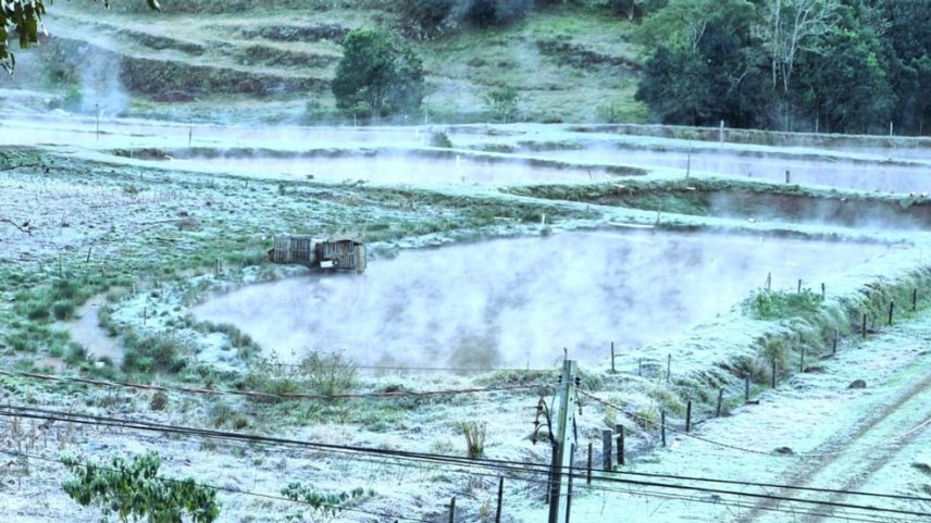Geada em Pato Branco (Foto: Paulo Tessaro)