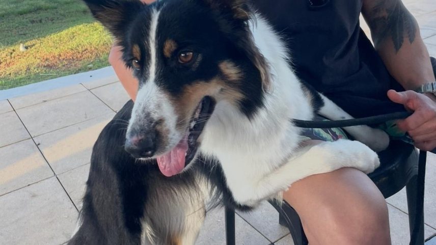 Após a briga, a border collie Bella está desaparecida (Foto: Reprodução)