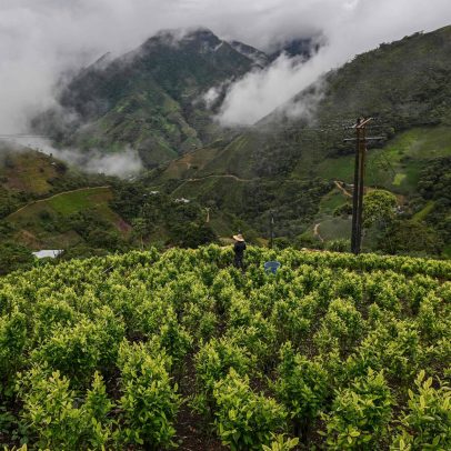 Cresce o cultivo de cocaína na Colômbia e mercado global atinge recordes históricos