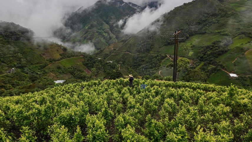 Agricultor caminha por uma plantação de folhas de coca no município de Argélia, na Colômbia (Foto: Joaquín Sarmiento - 5.mai.2025/AFP)