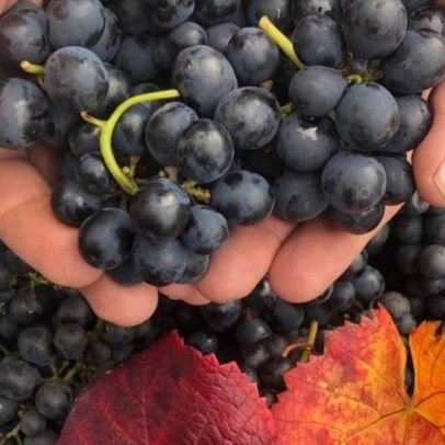 Montepulciano se destaca como a uva italiana preferida dos brasileiros