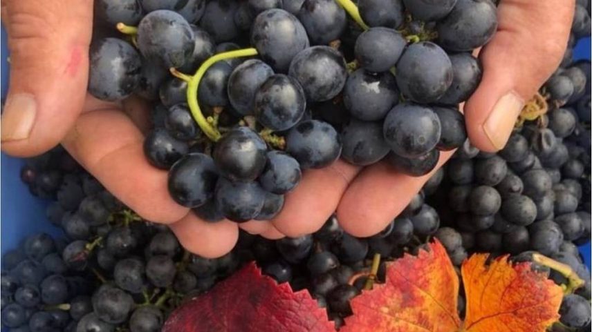Uvas montepulciano da safra 2023 da vinícola Sozo, em Campos de Cima da Serra, RS (Foto: Reprodução)