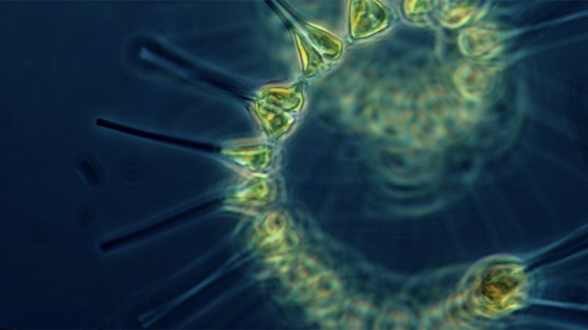 Comunidade de os menores tipos de alga em cor esverdeada. Ele é encontrado em todos os tipos de ambientes aquáticos, desde oceanos a rios e lagos (Foto: USP Imagens)