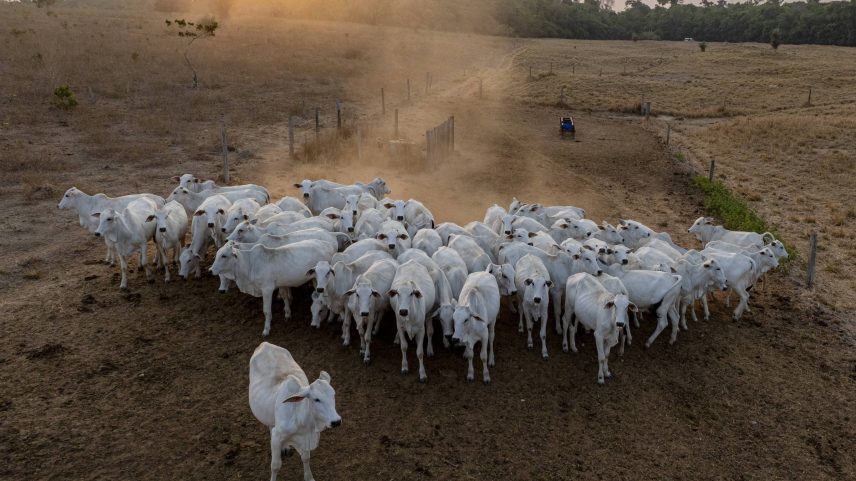 Políticos europeus temem que as medidas que a União Europeia pretende aplicar a partir de janeiro de 2026 comprometam suas próprias empresas (Foto: Danilo Verpa 10.out.2024/Folhapress)