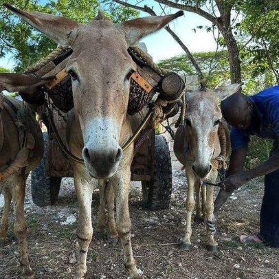 Seis milhões de burros são mortos na China para produção de suplemento alimentar