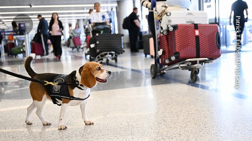 Agentes da fronteira dos EUA usam cães treinados para detectar alimentos e materiais biológicos ocultos na bagagem de viajantes internacionais. (Foto: Patrick T. Fallon/AFP via Getty Images)