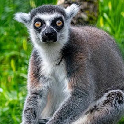 Stumpy, o lêmure mais velho do mundo, completa 39 anos com uma grande família