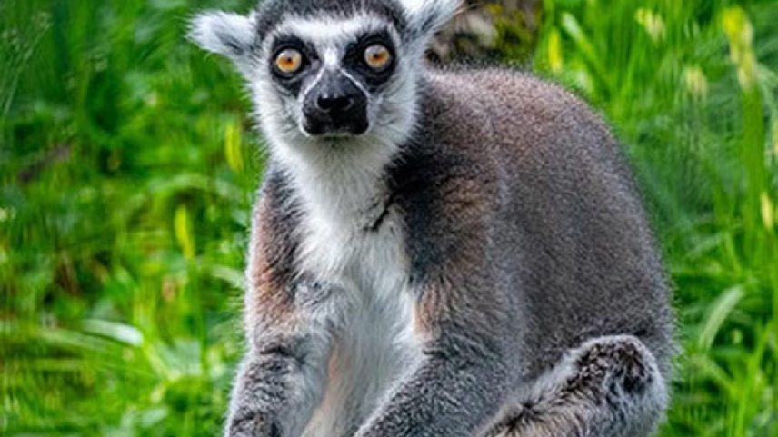 Lêmure eleito o mais velho do mundo (Guinness World Records /Divulgação)