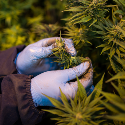 STJ considera plantação de 56 pés de maconha como consumo pessoal
