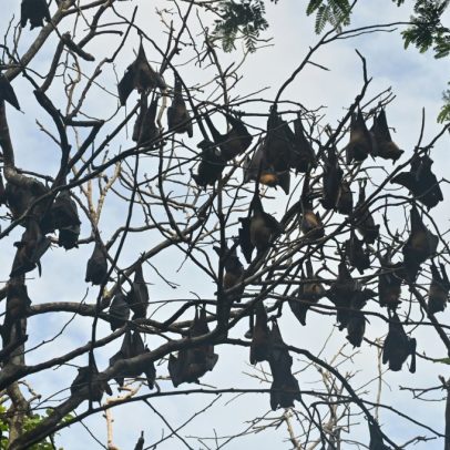 Cientistas identificam 20 novos vírus em morcegos na China e alertam para riscos humanos