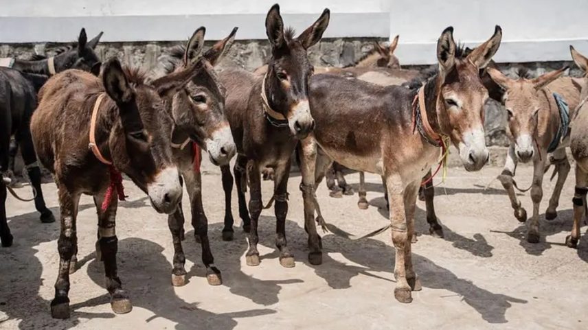 População de animais encolheu em diversos países (Foto: GettyImages/BBC)