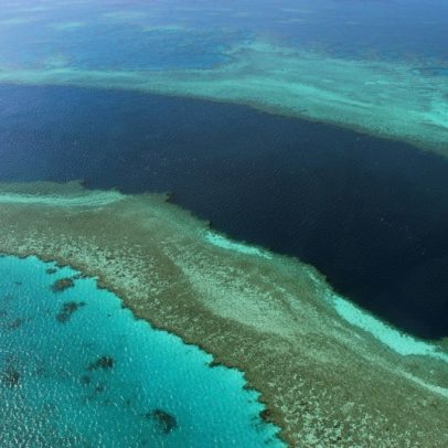 Crise climática acelera extinção de espécies em todo o planeta