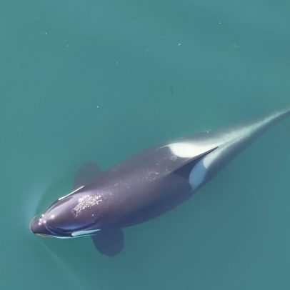 Orcas utilizam alga como escova para esfregar a pele entre si