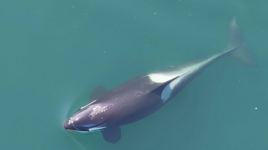 Orca com 'escova' feita de alga na boca (Foto: Centro de Pesquisa Sobre Baleias/via Reuters)